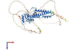 AlphaFold protein structure predicition of Mouse Recombinant Tfap2c Protein, UniprotID Q61312
