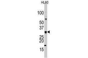 Western blot analysis of CDCA8 polyclonal antibody  in HL-60 cell line lysates (35 ug/lane). (CDCA8 anticorps  (Internal Region))