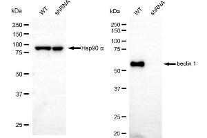 Western blotting analysis using beclin 1 antibody (ABIN7797761). (Recombinant Beclin 1 anticorps)