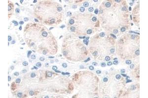 DAB staining on IHC-P; Samples: Mouse Kidney Tissue (CD164 anticorps  (AA 24-162))
