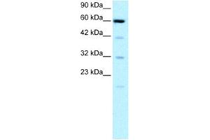 WB Suggested Anti-SLC30A9 Antibody Titration: 0. (SLC30A9 anticorps  (N-Term))