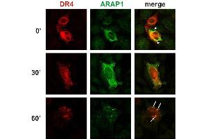 Immunocytochemistry detection of colocalization of ARAP1 with DR4 at the plasma membrane and in early endosomes. (ARAP1 anticorps  (AA 1190-1450))