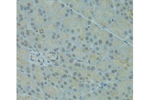 Immunohistochemistry of paraffin-embedded Rat pancreas using IVNS1ABP Polyclonal Antibody at dilution of 1:100 (40x lens). (IVNS1ABP anticorps)