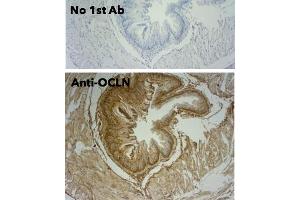 Immunohistochemistry (IHC) image for anti-Occludin (OCLN) (C-Term) antibody (ABIN7273069) (Occludin anticorps  (C-Term))