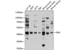 Western blot analysis of extracts of various cell lines, using SMS antibody (ABIN6133461, ABIN6148152, ABIN6148153 and ABIN6224911) at 1:1000 dilution. (SMS anticorps  (AA 1-366))