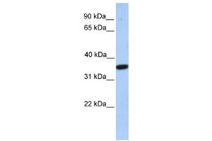 Western Blotting (WB) image for anti-Monoacylglycerol O-Acyltransferase 1 (MOGAT1) antibody (ABIN2459379) (MOGAT1 anticorps)