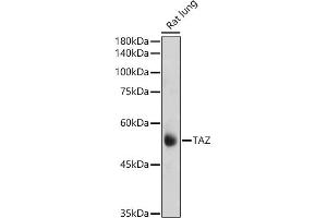 Western blot analysis of extracts of Rat lung, using TAZ antibody (ABIN6130800, ABIN6150278, ABIN6150279 and ABIN6224227) at 1:1000 dilution. (WWTR1 anticorps  (AA 1-230))