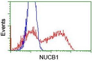 HEK293T cells transfected with either RC201786 overexpress plasmid (Red) or empty vector control plasmid (Blue) were immunostained by anti-NUCB1 antibody (ABIN2455248), and then analyzed by flow cytometry. (Nucleobindin 1 anticorps)