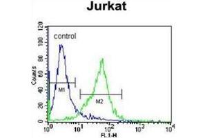 Flow cytometric analysis of Jurkat cells using GCLC / GLCLC Antibody (N-term) Cat.