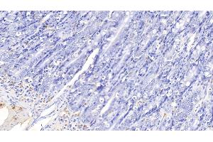 Detection of IL17 in Canine Small intestine Tissue using Polyclonal Antibody to Interleukin 17 (IL17) (IL-17 anticorps  (AA 1-155))
