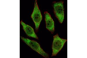 Immunofluorescence (IF) image for anti-Adenine Phosphoribosyltransferase (APRT) antibody (ABIN3001698) (APRT anticorps)