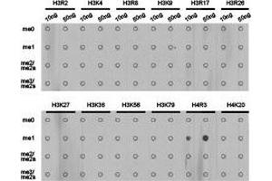 Dot-blot analysis of all sorts of methylation peptidesusing H4R3me1 antibody. (Histone anticorps)
