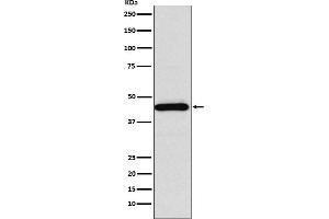 Western blot analysis of Somatostatin Receptor 5 expression in HeLa cell lysate.