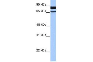 Image no. 1 for anti-phosphodiesterase 1C, Calmodulin-Dependent 70kDa (PDE1C) (N-Term) antibody (ABIN630963) (PDE1C anticorps  (N-Term))