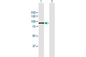 Western Blot analysis of PFKM expression in transfected 293T cell line by PFKM MaxPab polyclonal antibody.