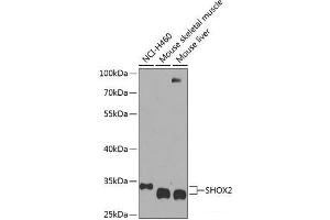 Western blot analysis of extracts of various cell lines using SHOX2 Polyclonal Antibody at dilution of 1:1000. (SHOX2 anticorps)