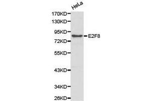 Western Blotting (WB) image for anti-E2F Transcription Factor 8 (E2F8) antibody (ABIN1872401) (E2F8 anticorps)