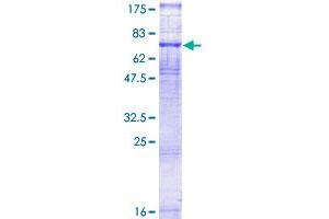 Image no. 1 for Vasoactive Intestinal Peptide Receptor 1 (VIPR1) (AA 1-457) protein (GST tag) (ABIN7565562)