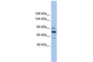 Image no. 1 for anti-Kinesin Family Member 23 (KIF23) (AA 539-588) antibody (ABIN6742419) (KIF23 anticorps  (AA 539-588))