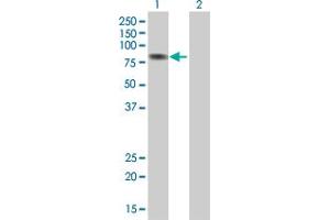 Lane 1: AHR transfected lysate ( 96. (AHR 293T Cell Transient Overexpression Lysate(Denatured))
