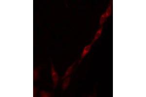 ABIN6275284 staining RAW264. (ME3 anticorps  (C-Term))