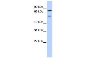 DUSP8 antibody used at 1 ug/ml to detect target protein.