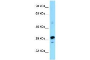 Image no. 1 for anti-Nuclear Receptor Binding Factor 2 (NRBF2) (N-Term) antibody (ABIN6748139) (NRBF2 anticorps  (N-Term))