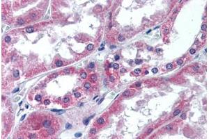 Human Kidney (formalin-fixed, paraffin-embedded) stained with ATG12 antibody ABIN305747 at 5 ug/ml followed by biotinylated goat anti-rabbit IgG secondary antibody ABIN481713, alkaline phosphatase-streptavidin and chromogen. (ATG12 anticorps  (Internal Region))