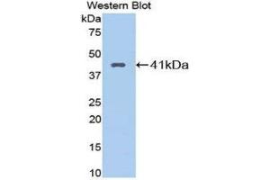Western Blotting (WB) image for anti-Kininogen 1 (KNG1) (AA 22-379) antibody (ABIN3206959) (KNG1 anticorps  (AA 22-379))