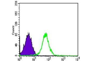 FC analysis of PC-2 cells using CDH2 antibody (green) and negative control (purple). (N-Cadherin anticorps)