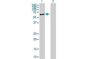 Western Blot analysis of MGAT4B expression in transfected 293T cell line by MGAT4B MaxPab polyclonal antibody.