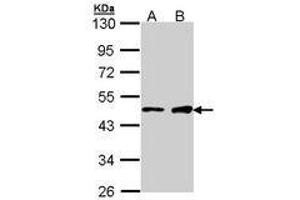 Image no. 1 for anti-GATA Binding Protein 1 (Globin Transcription Factor 1) (GATA1) (AA 28-236) antibody (ABIN467586) (GATA1 anticorps  (AA 28-236))