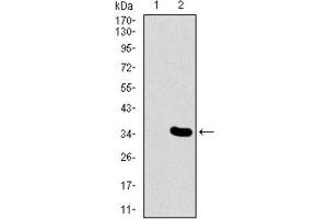 Western Blotting (WB) image for anti-Mesoderm Posterior 2 Homolog (Mesp2) (AA 37-94) antibody (ABIN1845976)