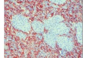 Image no. 1 for anti-Macrophages antibody (ABIN481657) (Macrophages anticorps)