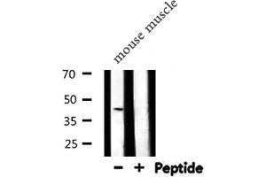 Western blot analysis of SERPINB5 expression in Mouse muscle lysate