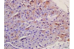 Formalin-fixed and paraffin embedded mouse pancreas labeled with Anti-Frizzled 5/8 Polyclonal Antibody, Unconjugated  at 1:200 followed by conjugation to the secondary antibody and DAB staining. (Frizzled5/8 anticorps  (AA 51-150))