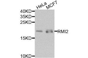 Western blot analysis of extracts of various cell lines, using RMI2 antibody (ABIN5974621) at 1/1000 dilution. (RMI2 anticorps)