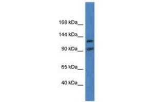 Image no. 1 for anti-Lon Peptidase 2, Peroxisomal (LONP2) (AA 570-619) antibody (ABIN6746869) (LONP2 anticorps  (AA 570-619))