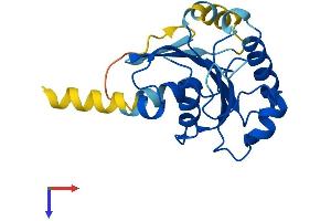 AlphaFold protein structure predicition of Human Recombinant SAR1A Protein, UniprotID Q9NR31