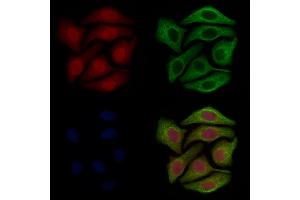 ABIN7093880 and ABIN7097923 staining Hela cells by IF/ICC. (Glutaredoxin 2 anticorps  (Internal Region))