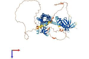 AlphaFold protein structure predicition of Human Recombinant ARHGEF4 Protein, UniprotID Q9NR80