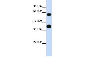 WB Suggested Anti-CEBPA Antibody Titration: 0. (CEBPA anticorps  (Middle Region))