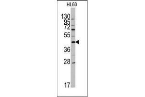 Western blot analysis of anti-APOA5 Antibody (N-term) in HL60 cell line lysates (35ug/lane). (APOA5 anticorps  (N-Term))
