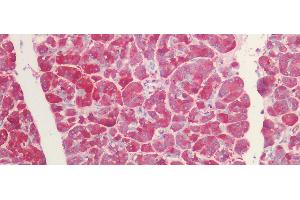 Detection of FGL1 in Human Pancreas Tissue using Polyclonal Antibody to Fibrinogen Like Protein 1 (FGL1)
