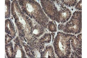 Image no. 2 for anti-Platelet/endothelial Cell Adhesion Molecule (PECAM1) antibody (ABIN1497247) (CD31 anticorps)