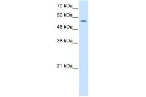 WB Suggested Anti-NR1H2 Antibody Titration:  1. (NR1H2 anticorps  (Middle Region))