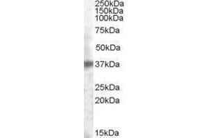Tumor-Associated Calcium Signal Transducer 2 (TACSTD2) peptide
