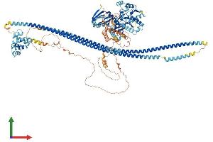 AlphaFold protein structure predicition of Human Recombinant CARD11 Protein, UniprotID Q9BXL7