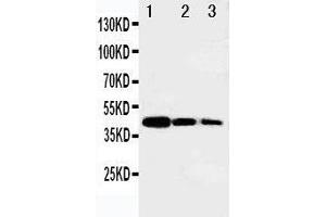 Lane 3: Recombinant Human MYBL2 Protein 2.