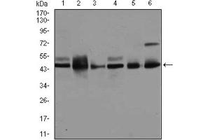Western Blotting (WB) image for anti-Mitogen-Activated Protein Kinase 8 (MAPK8) antibody (ABIN1845583) (JNK anticorps)